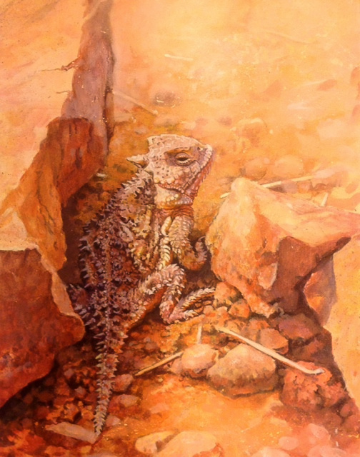 Horned Lizard